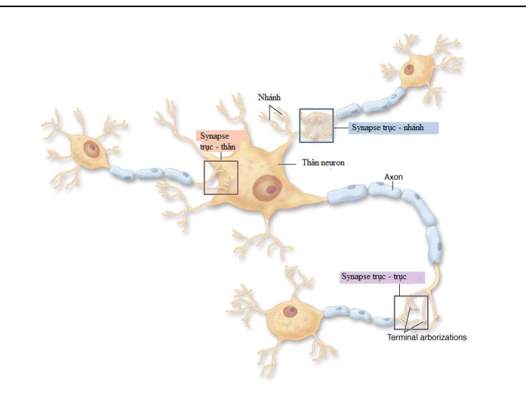 <p>Synapse trục thân</p><p>Synapse trục-trục</p><p>Synapse trục-nhánh</p>