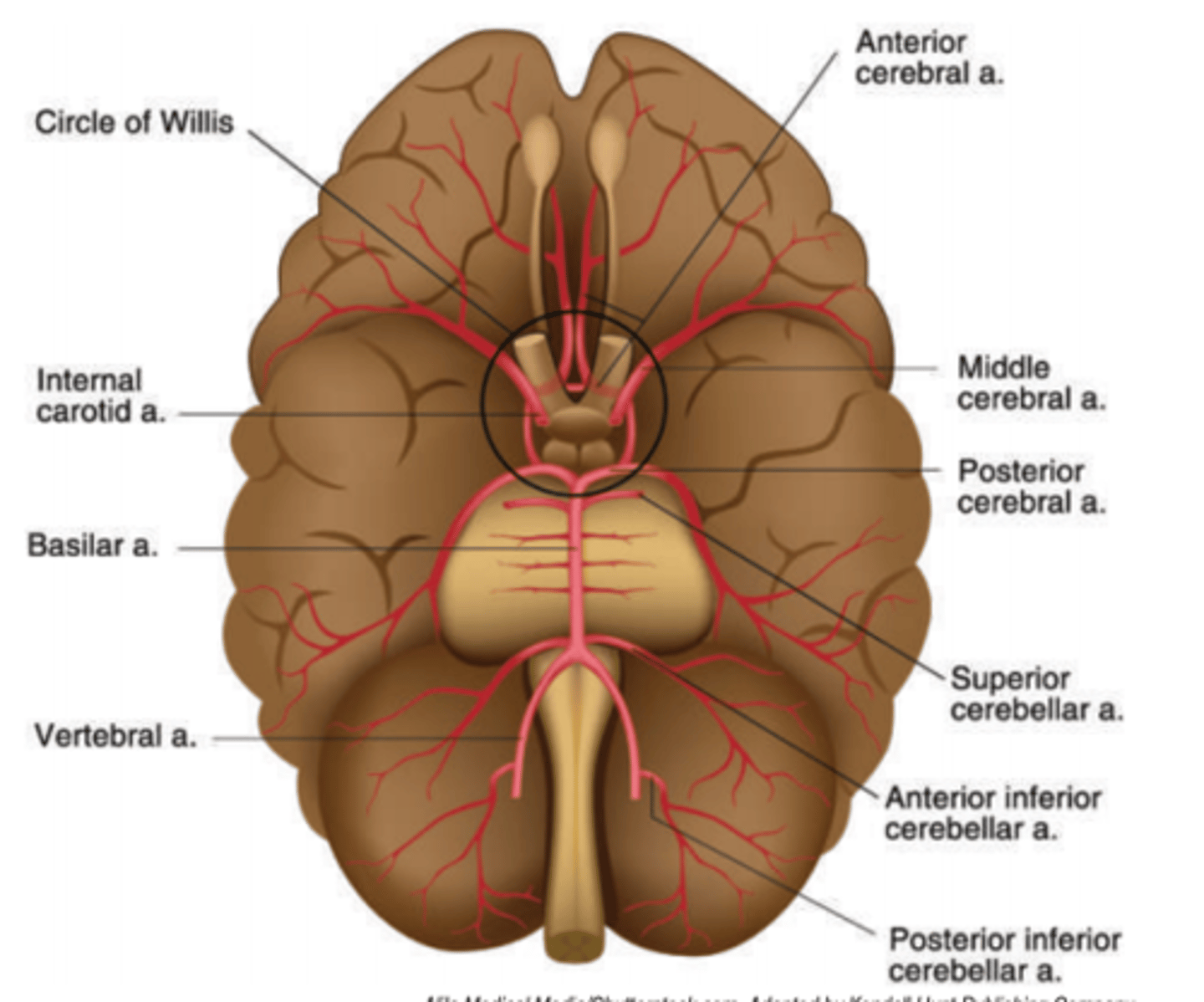 <p>a polygonal anastomosis between the Right and Left internal carotid arteries and the Right and Left vertebral arteries</p>