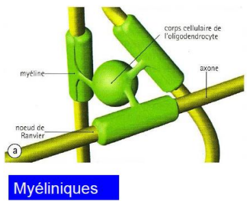 <p>sur environ 1 mm. L’axone va donc être myélinisé par des multitudes de cellules.</p>