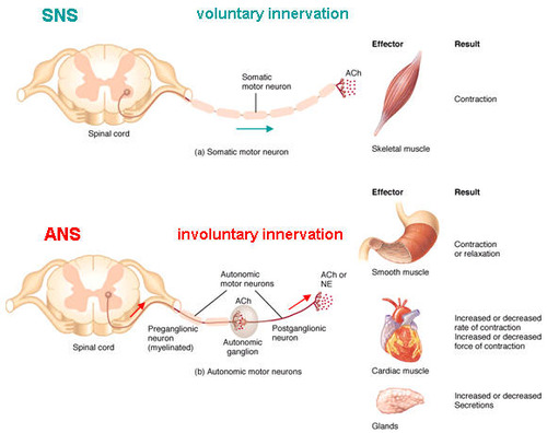 The nervous system produces a response based on the chemical and/or physical stimuli perceived.  The nervous system can activate contraction of all three types of muscle tissue (skeletal, smooth and cardiac).  The nervous system can also stimulate glands (exocrine and endocrine).