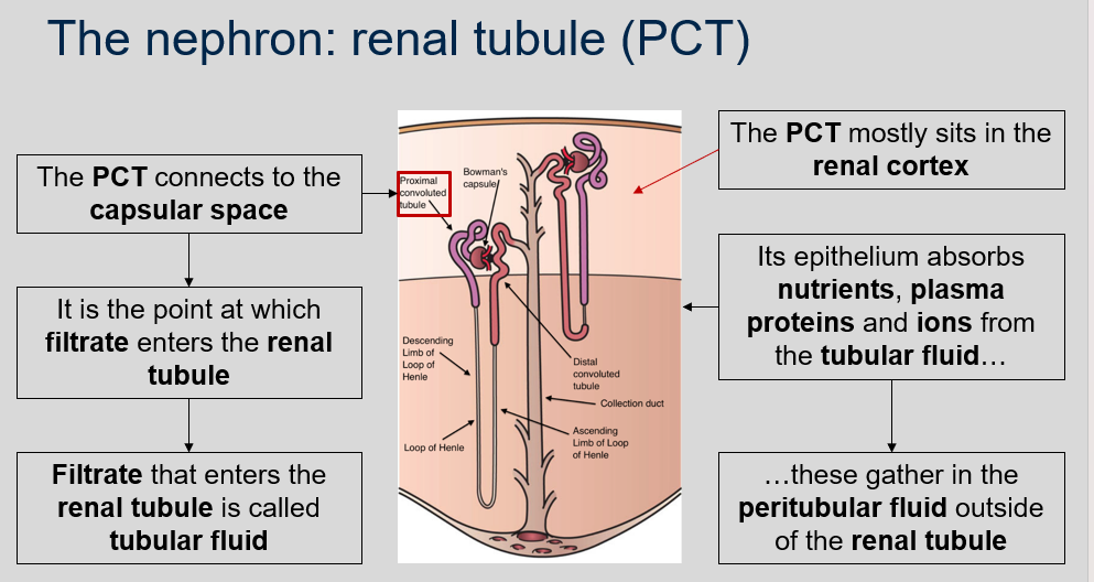 The PCT stands for the proximal convoluted tubule and it connects to the capsular space, which is the point at which filtrate enters the renal tubule. 