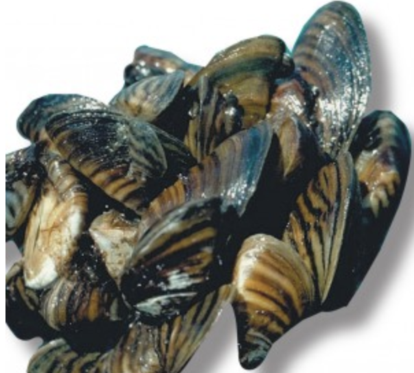 <p>origin: Eurasia</p><p>effect: clogged pipes</p><p>introduction: attached to ship hulls</p><p>distribution: Great Lakes</p><p>importance: low O2</p><p>ecology: eaten by fish and birds</p><p>life: 5 years max</p><p>feeding: filter-feeders</p>