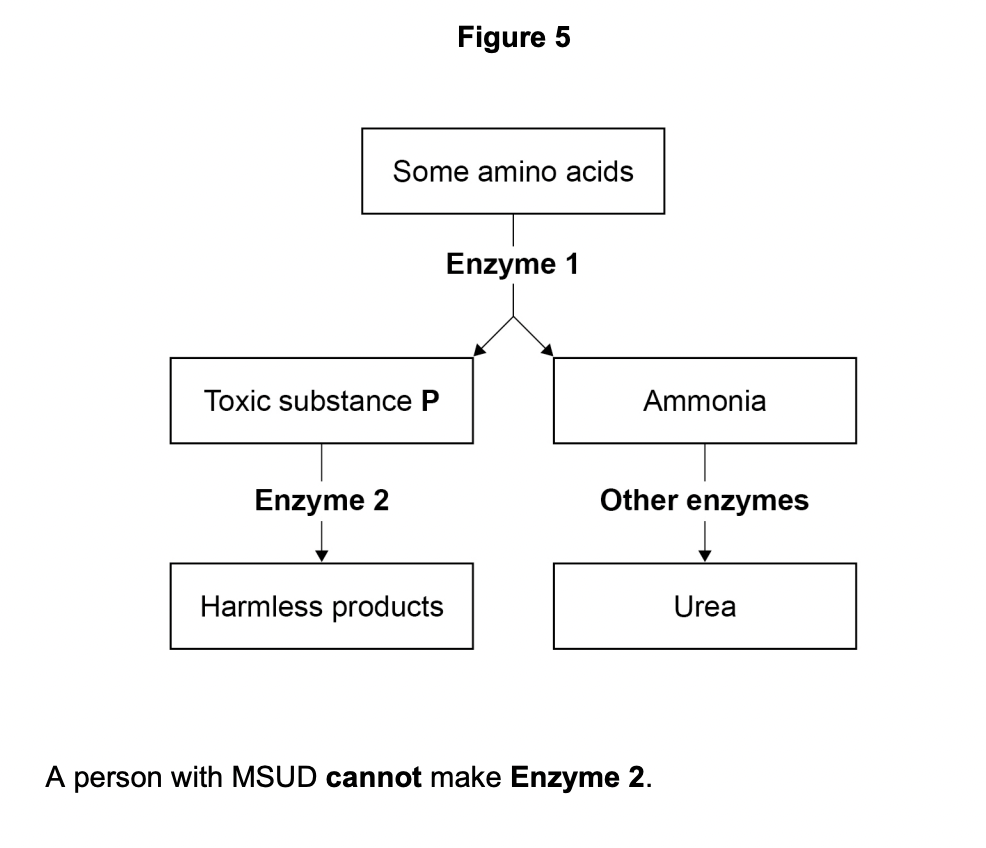 <p>Explain why a person with MSUD must have a low-protein diet.</p>