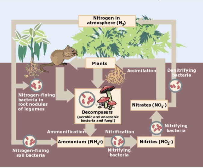 <p>Nitrogen is taken in by primary producers, nitrogen-fixing bacteria take the nitrogen into the soil, taken in by nitrifying bacteria, and then used for plants, or taken in by denitrifying bacteria and put back into the atmosphere</p>