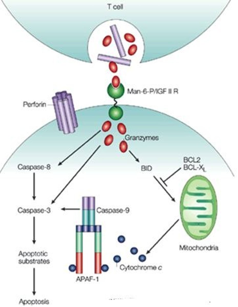 <p>an enzyme that induces programmed cell death (apoptosis)</p>