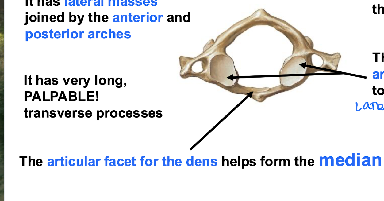 <p>the Anterior articular facet on the Dens helps to form this joint; part of the "No" joints</p>