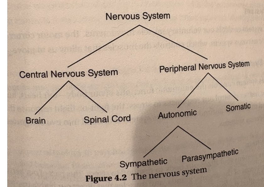 <ul><li><p>our central nervous system has our spinal chord, which has a bunch of nerves and is inside the spine, and brain</p></li><li><p>NOTE: some reflexes to do not follow the “i pass things down through the spinal chord” idea. some are called reflex arcs and our spine immediately processes information before the brain realizes it</p></li></ul><p></p>