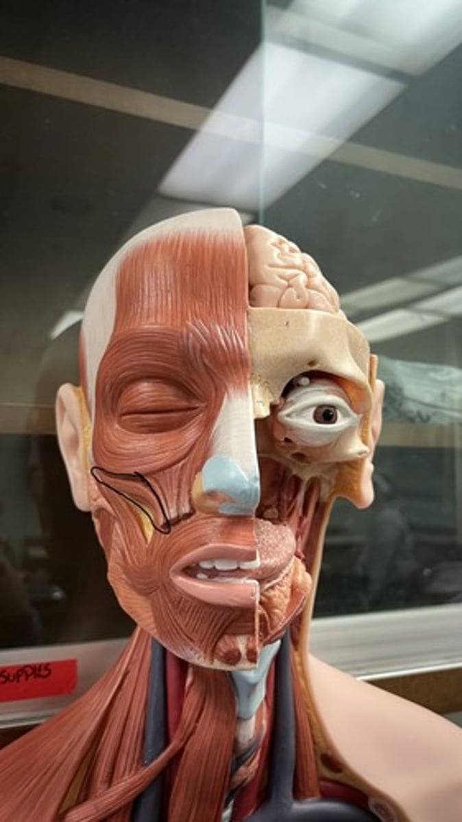 <p>above major, connects to other two muscles under eye</p>