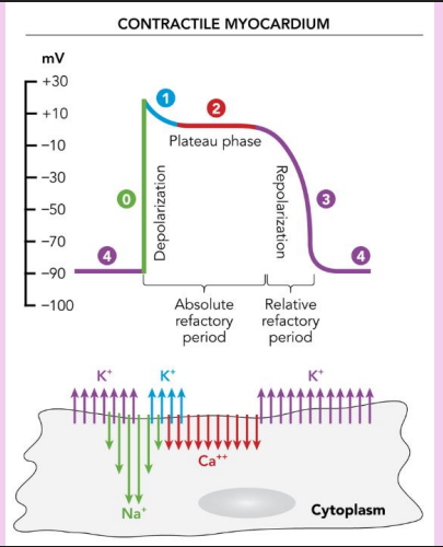 <p>phase 0: deopolarization, channels rapid upstroke immediately after stimulation, Na+ quickly exits the cell into cytoplasm</p><p>phase 1: partial repolarization, K+ is entering the heart</p><p>phase 2: plateue phase, dramatic slowing of repolarization, Ca 2+ is exiting ot cytoplasm</p><p>phase 3: repolarization back to -90mV, relative refractory period, K+ re-enters the cell</p><p>phase 4: reaches resting membrane potential&nbsp;</p><p></p>