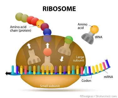 <p>vedú <strong>transláciu mRNA</strong> do prot.</p><p>dve podjednotky<br><strong>60S+40S=80S</strong></p><p>môžu byť voľne v cytosole alebo na ER</p><p>metabolicky aktívne bunky obsahujú zvýšené množstvo</p>