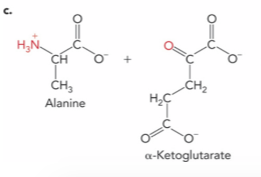 <p>What is the enzyme and product ?</p>