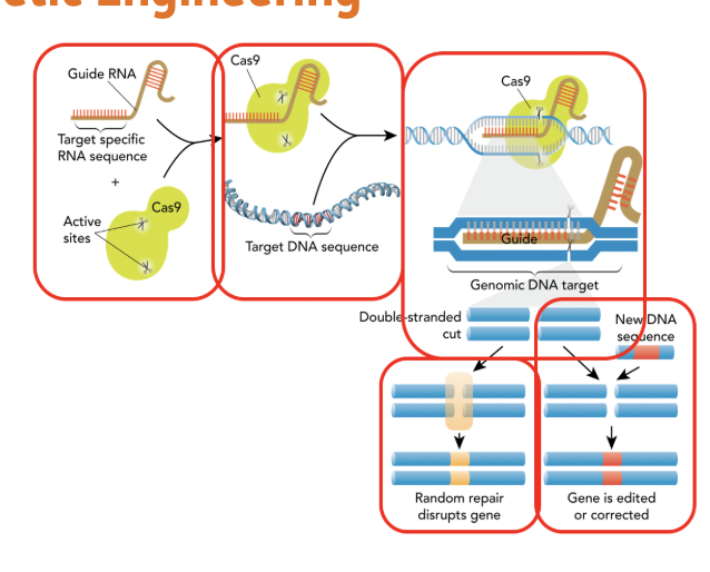 <ul><li><p><span>Is a technology used for genetic engineering and genome editing. It changes the DNA sequence of genes.</span></p></li><li><p>A&nbsp;gene editing tool&nbsp;that acts like tiny scissors to cut and change DNA.</p></li><li><p>Used to&nbsp;fix mutations&nbsp;or&nbsp;turn genes on or off.</p></li></ul><p></p>