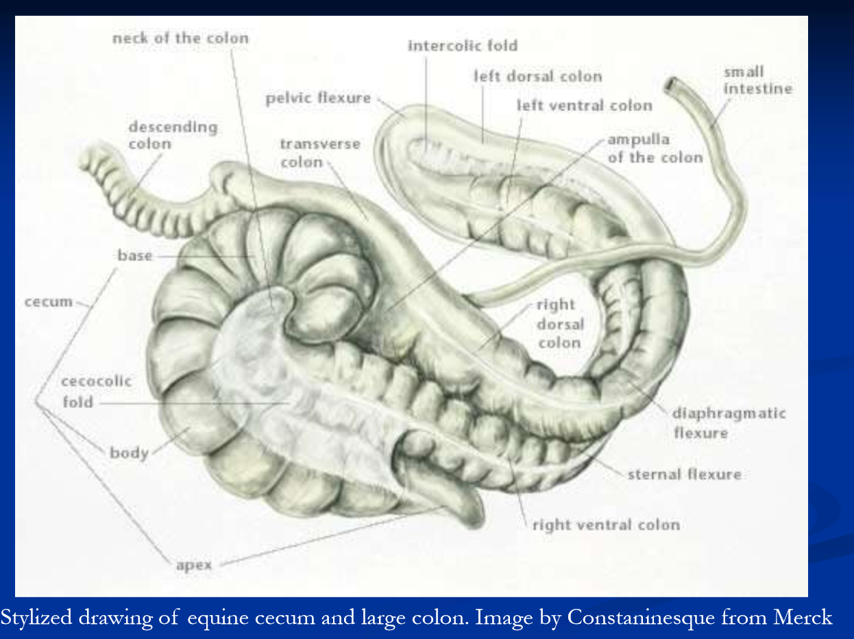 <p>Large colon displacements, torsion, and volvulus </p>