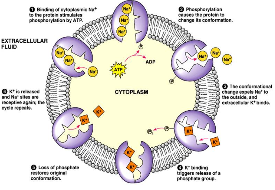 sodium - potassium pump