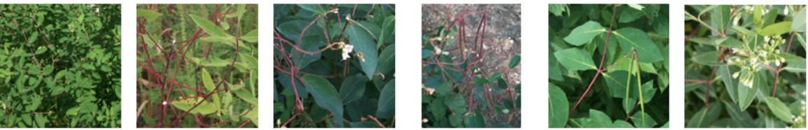 <p>emetic, arrhythmia, confused with oleander</p>