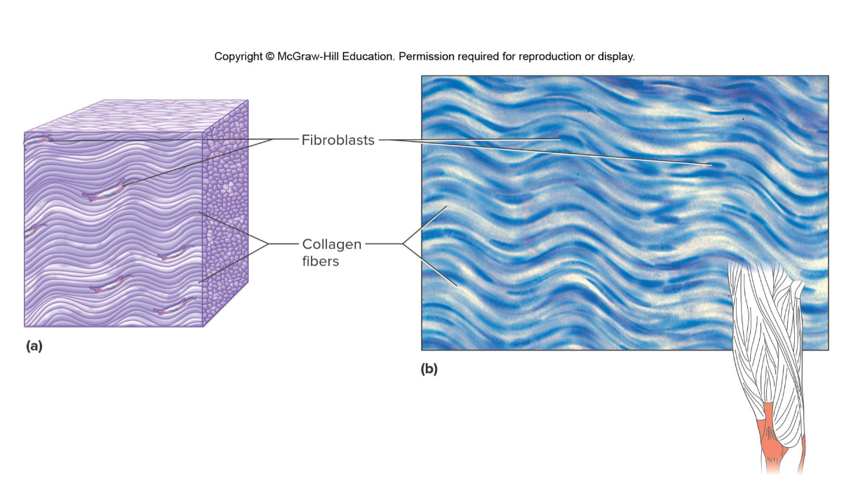 <p>Which tissue is this </p>