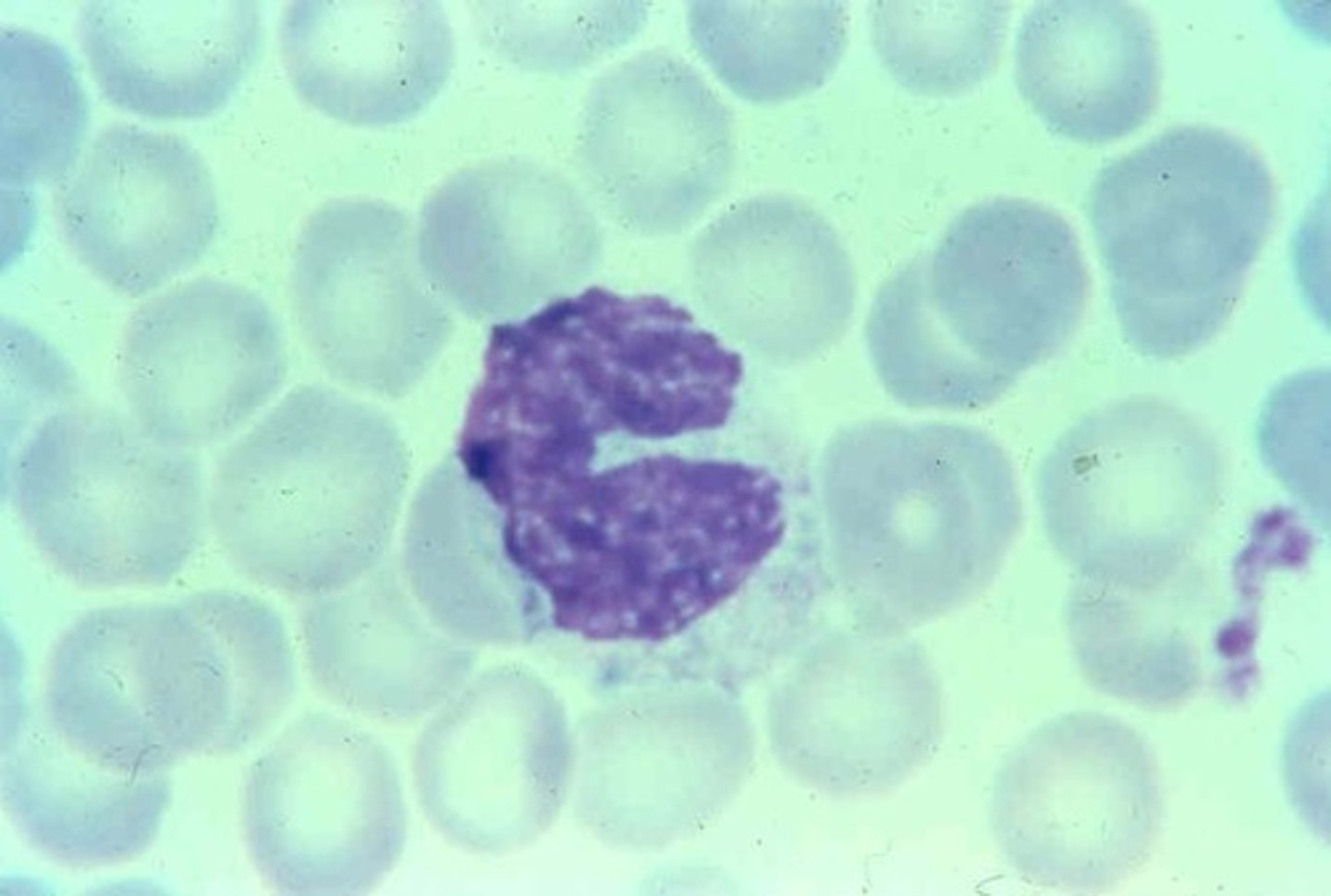 <p>define histology</p>