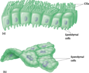 <p>Secrete and circulate cerebrospinal fluid<br>Line the internal cavities (ventricles) of brain and central canal of spinal cord<br>Cuboidal epithelium with cilia</p>