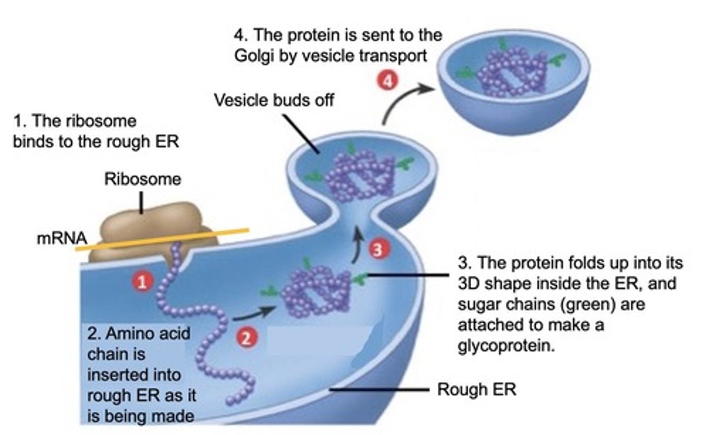<p>Secretory proteins are synthesized on ribosomes bound to the Rough ER, processed in the Golgi apparatus, and then transported to the plasma membrane for secretion.</p>