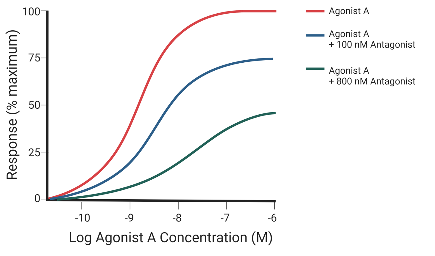 <ul><li><p>In the presence of antagonist, higher concentration of agonist A cannot supplant antagonist</p></li><li><p>Reduced response</p></li><li><p>Characteristic suppression of agonist concentration-response curve</p></li></ul><p></p>