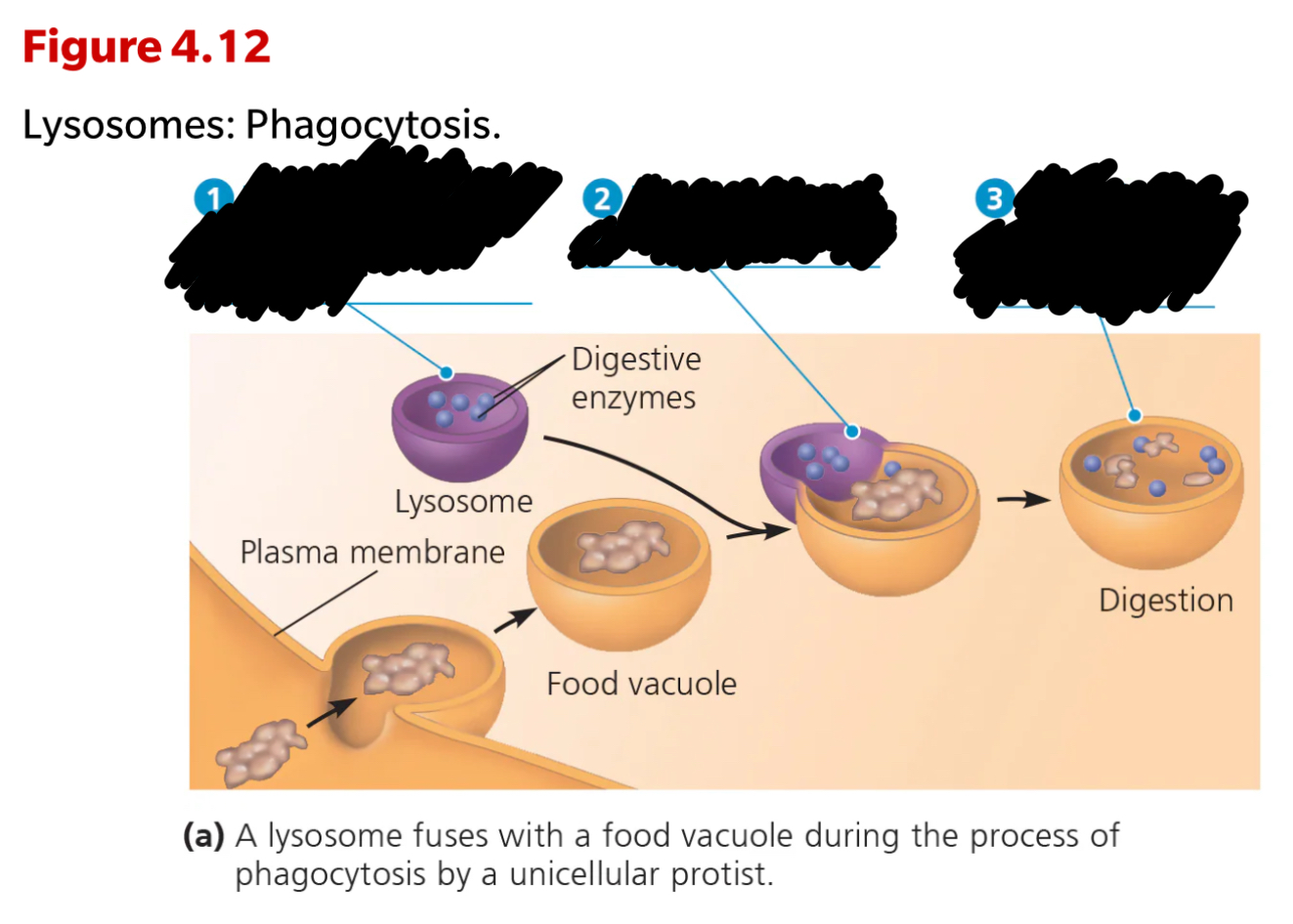 <p><span style="font-family: Arial-BoldMT; font-size: 14.67px;"><strong>Fill in the missing information.</strong></span></p>