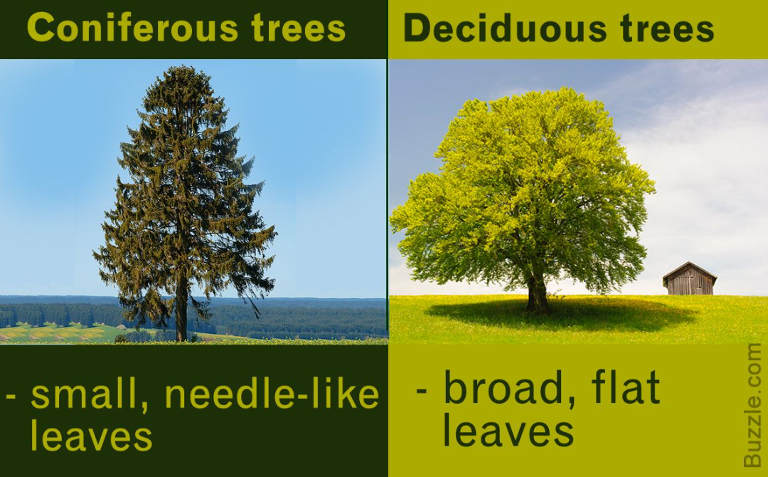 <p>Deciduous: leaves that fall off yearly</p><p>Coniferous: bear cones and have needles or scales that do not fall off and are acidic to the surrounding soil</p>