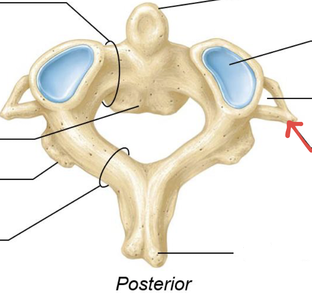 <p>what is this?</p>