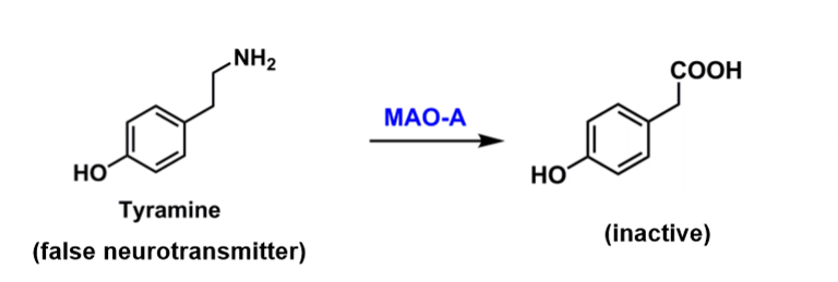 <ul><li><p>irreversible MAOIs covalently bind with MAO-A, which tyramine requires for metabolism to inactive metabolite</p><ul><li><p>causes accumulation of tyramine, which acts as a “false NT” b/c structurally similar to NE and DA → activates alpha1 receptors → vasoconstriction → HTN crisis </p></li></ul></li><li><p>In contrast, reversible MAOIs do not permanently inhibit MAO-A</p><ul><li><p>tyramine has higher affinity for MAO-A than moclobemide, so will be replaced&nbsp;</p></li><li><p>allowing for periodic metabolism of tyramine, thereby reducing the risk of hypertensive crises</p></li></ul></li></ul><p></p>
