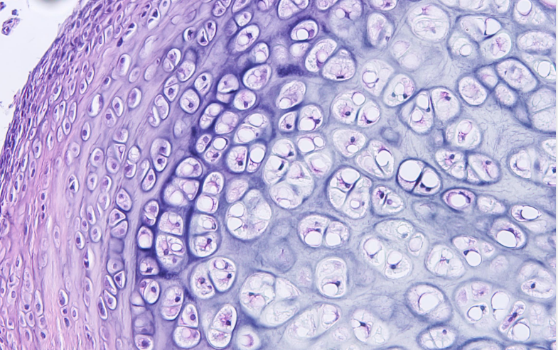 <p>Хрящова тканина</p>