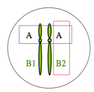 <p>différentes formes moléculaires pour un même locus dans une espèce donnée (allèle B1, B2). </p><p>Exemple : le locus A est monomorphe : A, le locus B est biallélique marqueur d’un polymorphisme avec 2 allèles B1 et B2</p>