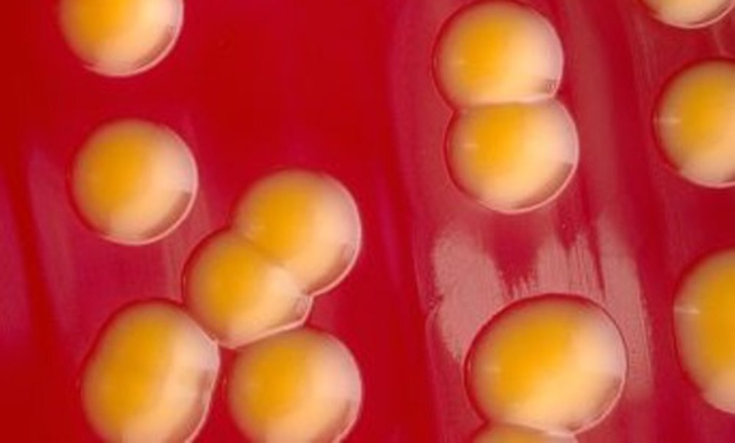 <p>Yellow pigmented colonies.</p><p>Has been found in indwelling devices.</p>