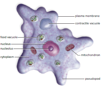 An amoeba.