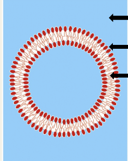<ul><li><p>Water-water - hydrogen bonds, electrostatic forces</p></li><li><p>Water-head group - hydrogen bonds, electrostatic forces</p></li><li><p>Tail-tail - London dispersion forces (stronger if tails are long, unbranched and saturated)</p></li></ul><p></p>