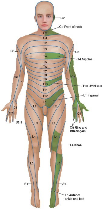 <p>nipples T4</p><p>umbilical/ belly button T10</p><p>inguinal/groin L1 </p>
