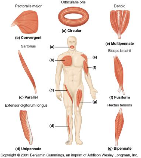 <p>deltoid muscle </p>