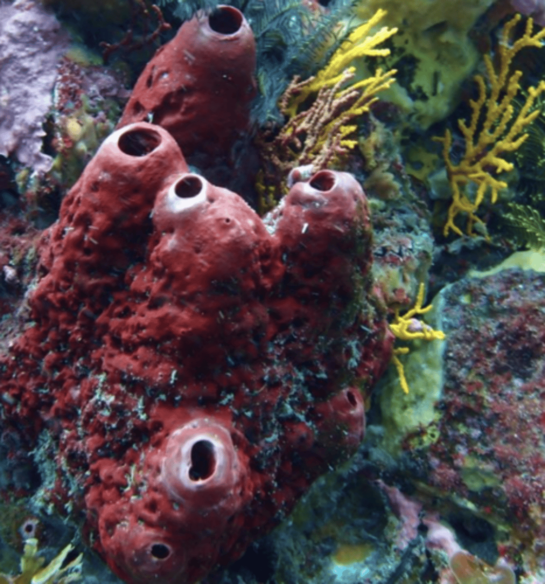 <p>porifera</p>