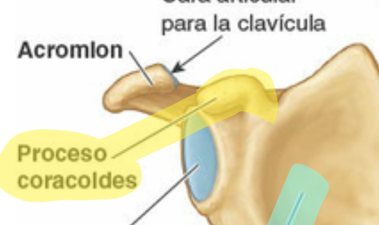 <p>Se proyecta sobre la cavidad glenoidea y actúa como puntos de inserción para el ligamento coracoclavicular</p>
