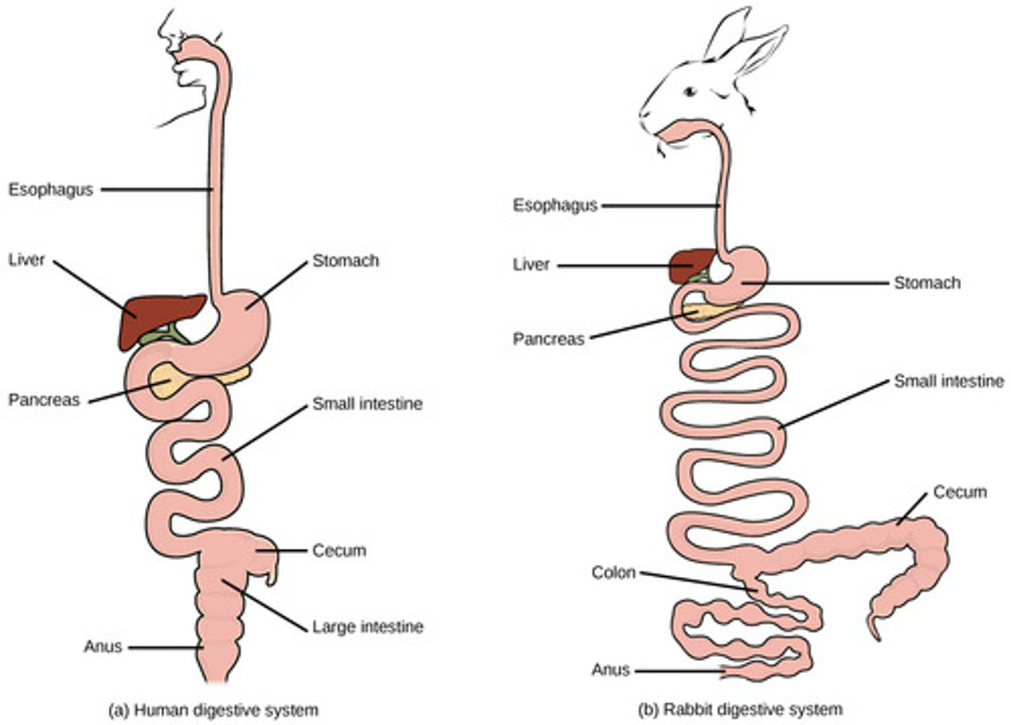 <p>digestive tract</p>