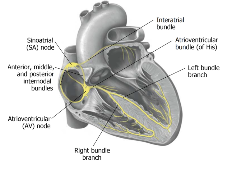 __**SA node = pacemaker**__

* origin of cardiac impulse
* rate of depolarization is greatest here - which means it drives everything else

\
__**AV node**__

* located at the centre of the heart, in the floor of the right atrium, between the atria and ventricles
* electrically connects atria and ventricles via bundle of His
* slows the signal from the SA node 
* allows for atrial blood to empty into ventricles 