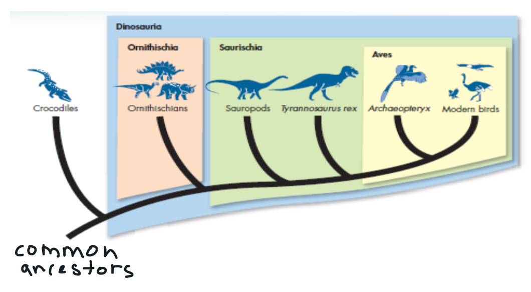 <p>grand transformations in anatomy, phylogeny, ecology, and behavior taking place in clades</p><p>-surviving species such as crocodile</p><p>-speciation</p><p>-extinction</p>