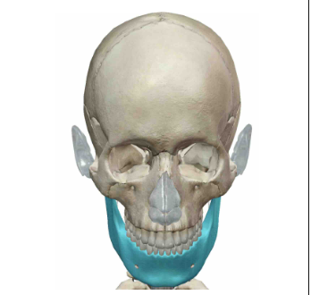 <p>What Facial Bone is this?</p>