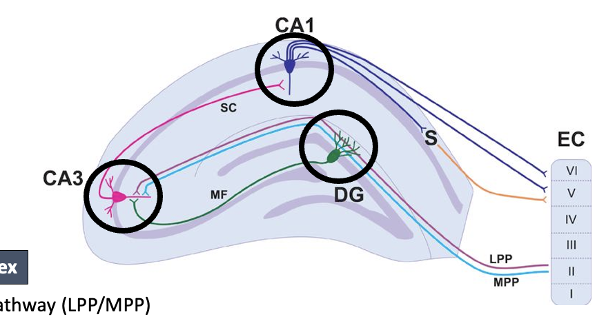 <p><strong>pathway</strong>: entorhinal cortex → dentate gyrus → CA3 → CA1 → cortex</p><p></p><p><em>experiment</em></p><p>stimulating electrode in dentate gyrus</p><ul><li><p>before LTP: weak EPSPs (mild depolarization)</p></li><li><p>inducing LTP: high-frequency stimulation produces repetitive EPSPs on post-synaptic cell</p></li><li><p>after LTP: stronger EPSPs; sensitive post-synaptic neuron</p></li></ul><p></p>