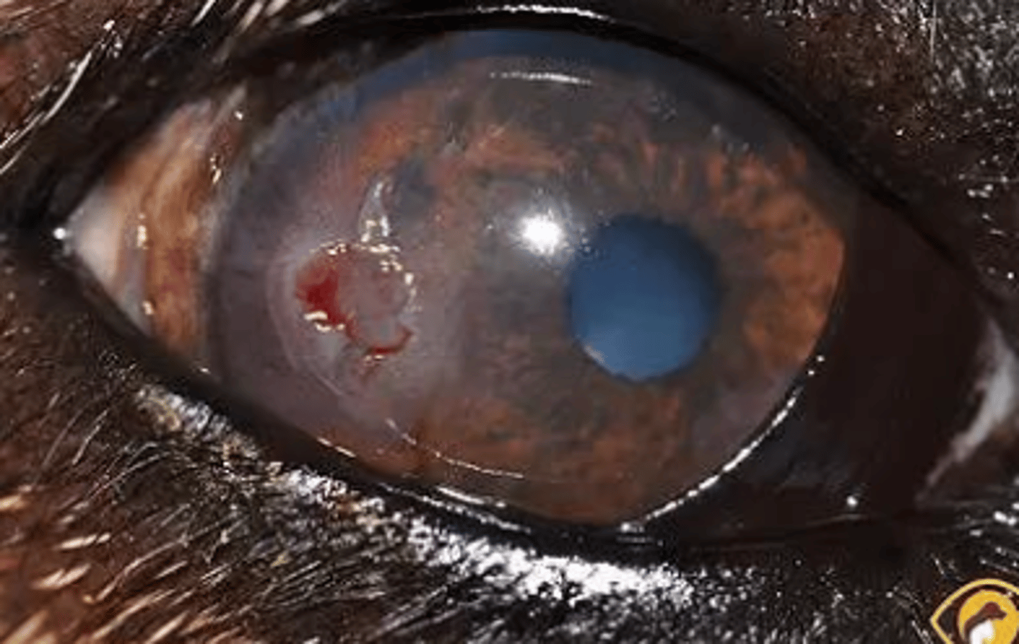 <p>what is this?</p>