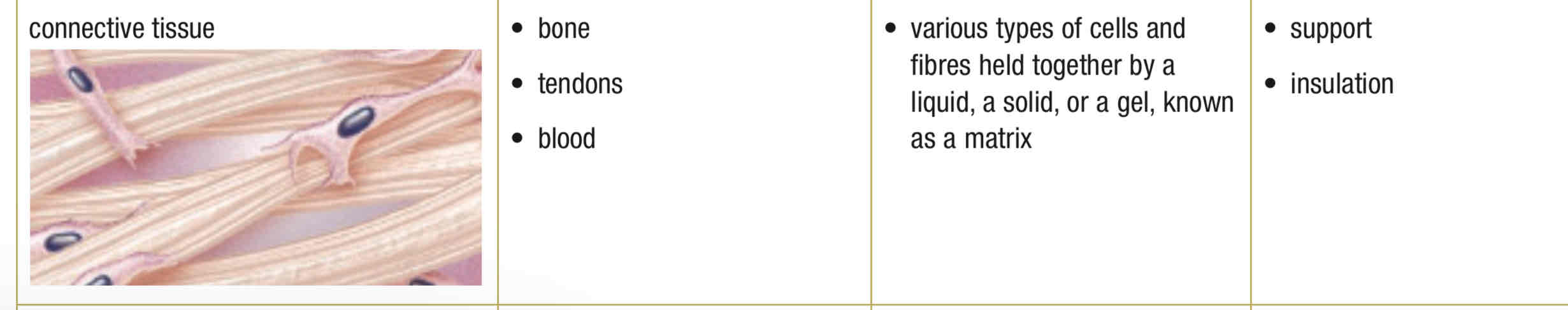 <p>Makes up bones and tendons, support, insulate, connects cells + tissues, cells in extracellular matrix range from liquid (in blood) to elastic materials can stretch (ligaments) to mineral deposits (bone)</p>