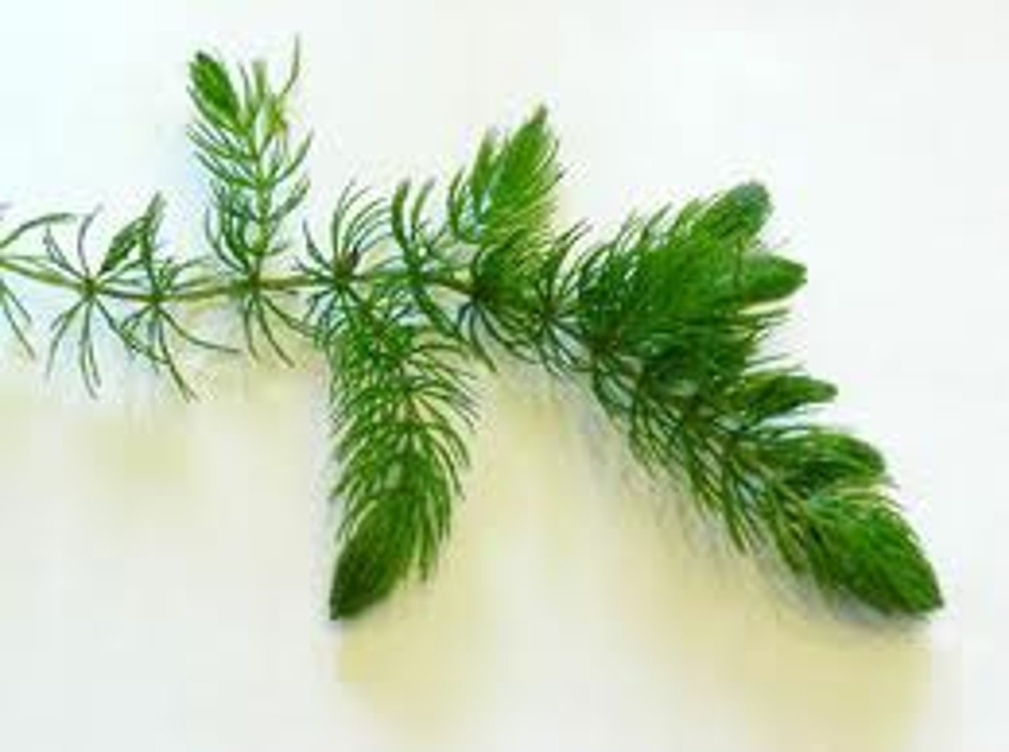<p>Ceratophyllum demersum</p>