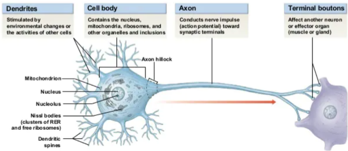 <p>Neurons</p>