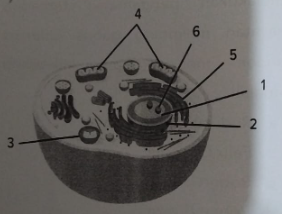 <p><span><span>Pada gambar tersebut, organel yang berperan dalam respirasi sel ditunjukkan oleh nomor</span></span></p>