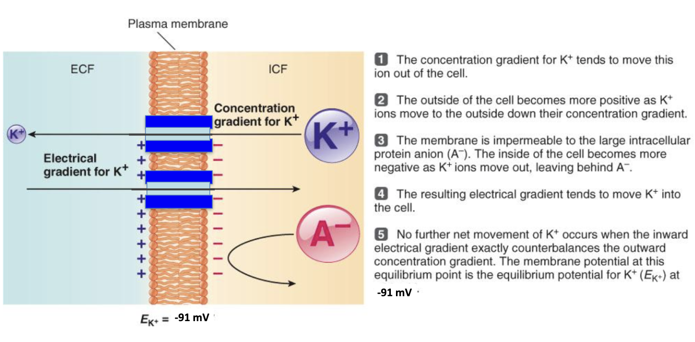 <ol><li><p>Conc. gradient pushes K⁺ out</p></li><li><p>Outside becomes +, inside – (due to trapped A⁻ proteins)</p></li><li><p>Electrical gradient pulls K⁺ back in</p></li><li><p>At –91 mV, forces balance → no net K⁺ movement</p></li></ol><p></p>