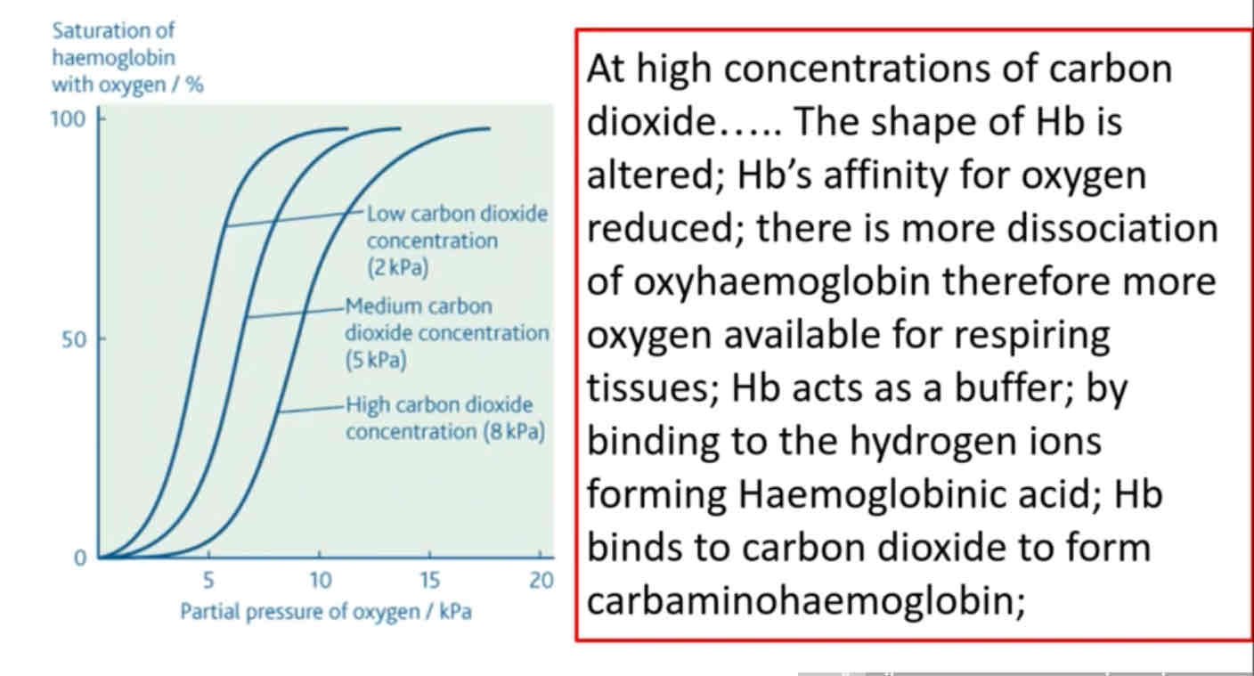 <p>Shifts to the right because shape of Haemaglobin is changed , Haemaglobins affinity for oxygen is reduced. There is more dissociation of oxyhaemaglobin so more o2 available for respiration. Some Haemaglobin binds to (+ ions to form haemoglobinic acid and some binds to co2 to form carbaminoHaemaglobin </p>