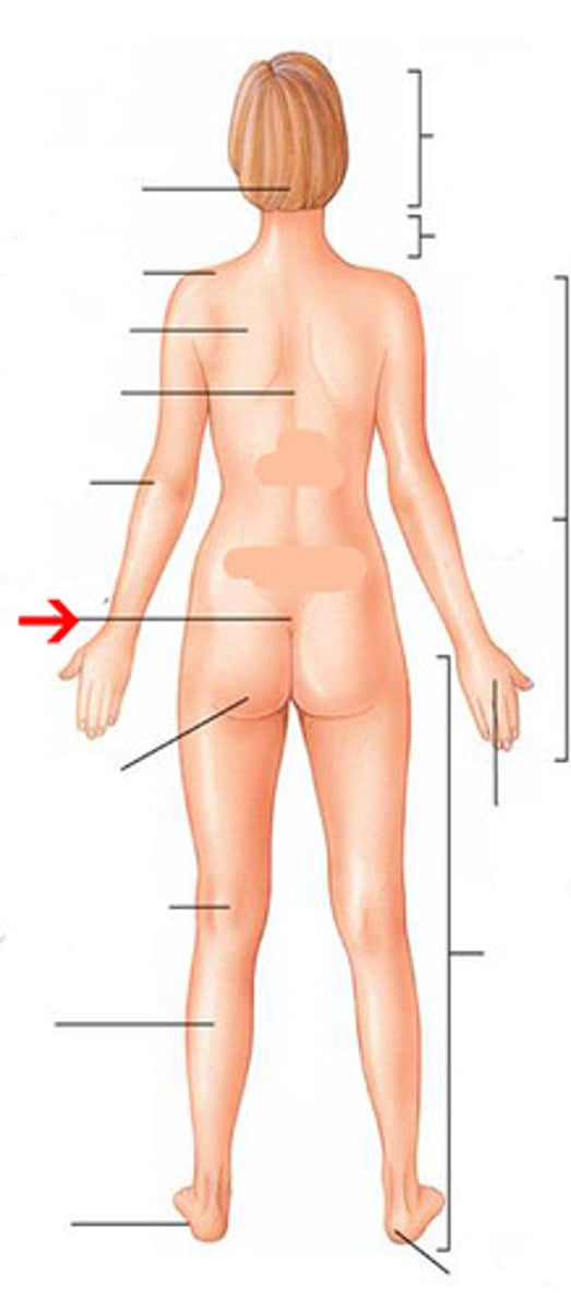 <p>between hips</p>